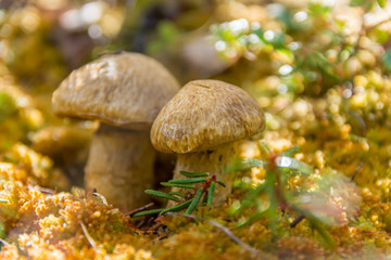Brown mushrooms