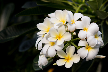Bouquet of plumeria on tree close up.