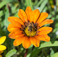 Dead Head Hoverfly on Orange Treasure Flower Viewed From Above
