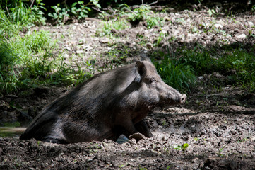 Wildschwein im Schlamm