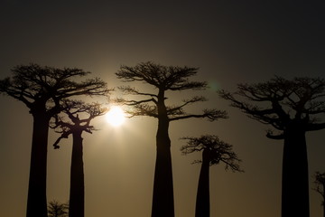 Baobab