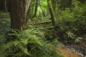 Wilderness forest stream landscape. Plants, ferns and lush vegetation and foliage in green summer...