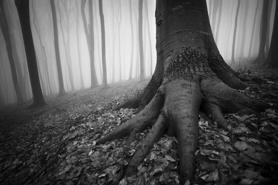 Fototapeta Black and white dark forest in fog. Tree roots in ground level view of mysterious scary Halloween atmosphere woods at night