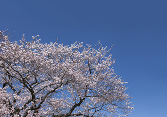 桜と青空、武蔵野中央公園（東京都武蔵野市）