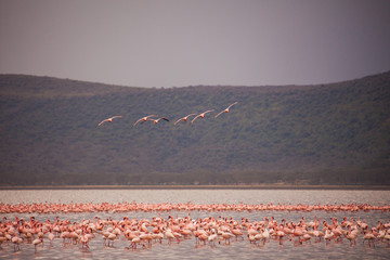Flamingos in Nakuru National Park

