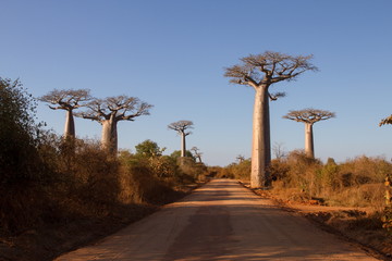 Fototapeta na wymiar Baobab