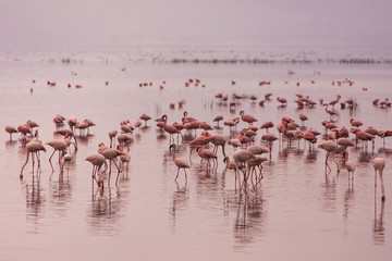 Obraz premium Flamingos in Nakuru National Park 