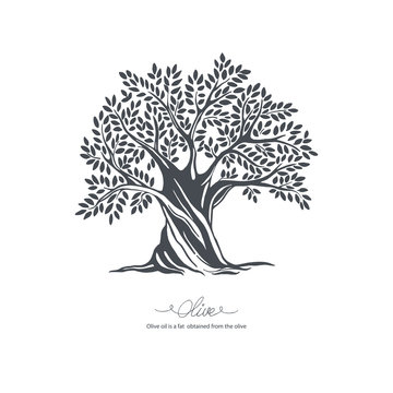 Hand drawn olive tree. Vector sketch illustration
