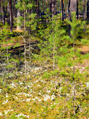 Pine tree forest.
