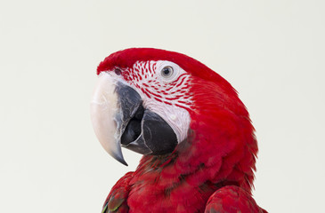 Green-winged Macaw, Ara chloropterus, 1 year old, in front of white background