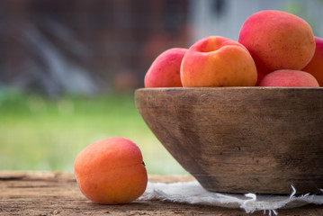 Marillen - Erntezeit