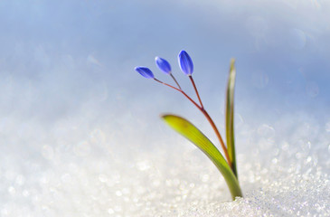 Blue snowdrop, Scilla bifolia