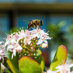 Honeybee Collecting Pollen From a Jade Plant in Madeira