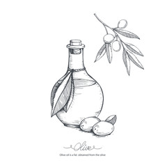 Hand-drawn olive oil and olive branch. Vector sketch illustration.