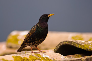 Storno (Sturnus vulgaris) sopra tetto