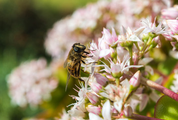 Honeybee on a Jade Plant in Maderia