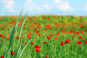 green wheat on field spring season landscape