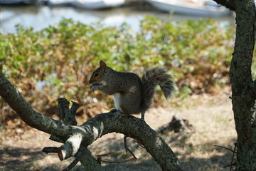 Squirrel sitting on a tree branch