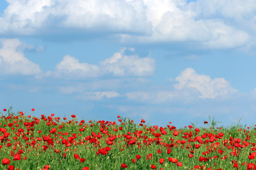 poppies flower and blue sky with clouds country landscape
