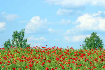 Fototapeta na wymiar poppies flower meadow country landscape