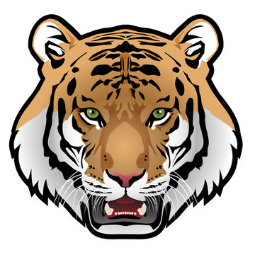 Tiger head on white background vector illustration.