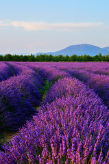 Fototapeta na wymiar Lavender field, Provence, France