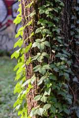 Monza (Italy), the park in autumn
