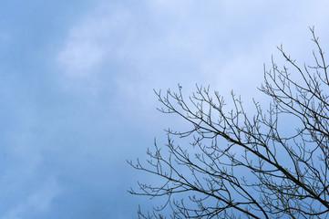 Tree branch without leaves against the sky.