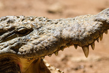 Obraz premium coccodrillo