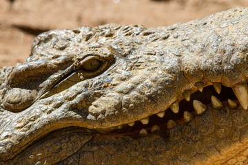 coccodrillo