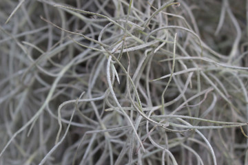 Abstract Closeup of an Airplant