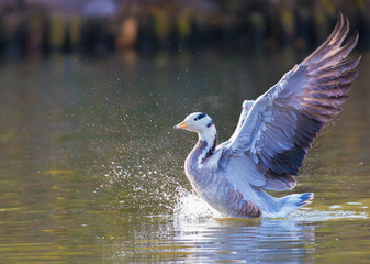 bar-headed goose at full wing span on lake © Charles