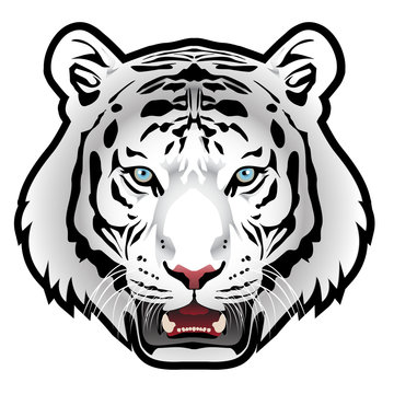 White tiger head on white background vector illustration.