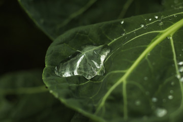 A drops of water on a green leaf.
