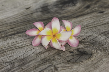 Fototapeta na wymiar Frangipani Flowers on wooden background.
