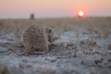 meerkat and sunset in Botswana