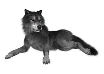 3D Rendering Gray Wolf on White