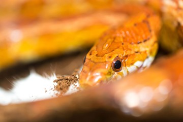 Fototapeta premium Cornsnake portrait close up view