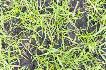 The grass after the winter