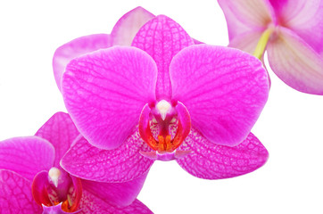 Pink orchid flower