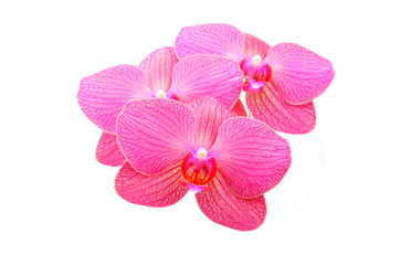 Pink orchid flower