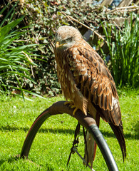 Bird of prey sat on a perch.