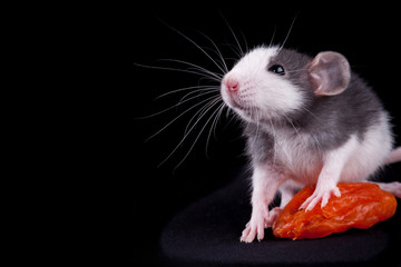 Small rat and apricot
