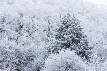 Frozen forest on a cloudy, cold day in Hungary