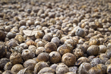 Betelnut