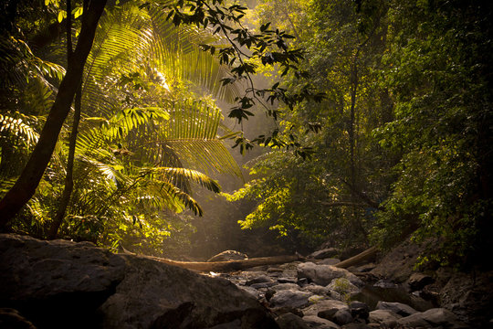 Djungle Paradise