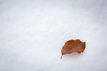 Beech leaf lying on white snow