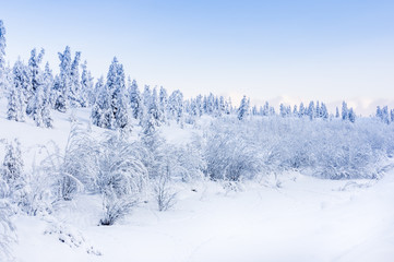 Obraz premium Winter snowy landscape