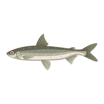 Coregonus albula vendance cisco fish