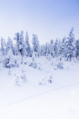 Winter snowy landscape